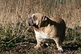 BULLDOG ANGLAIS 101